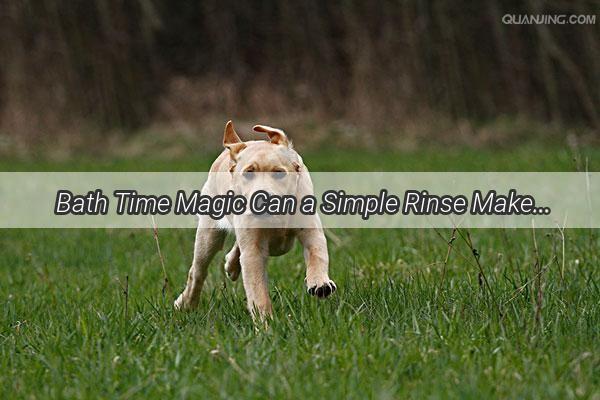  Bath Time Magic Can a Simple Rinse Make Your Dogs Yellow Fur White